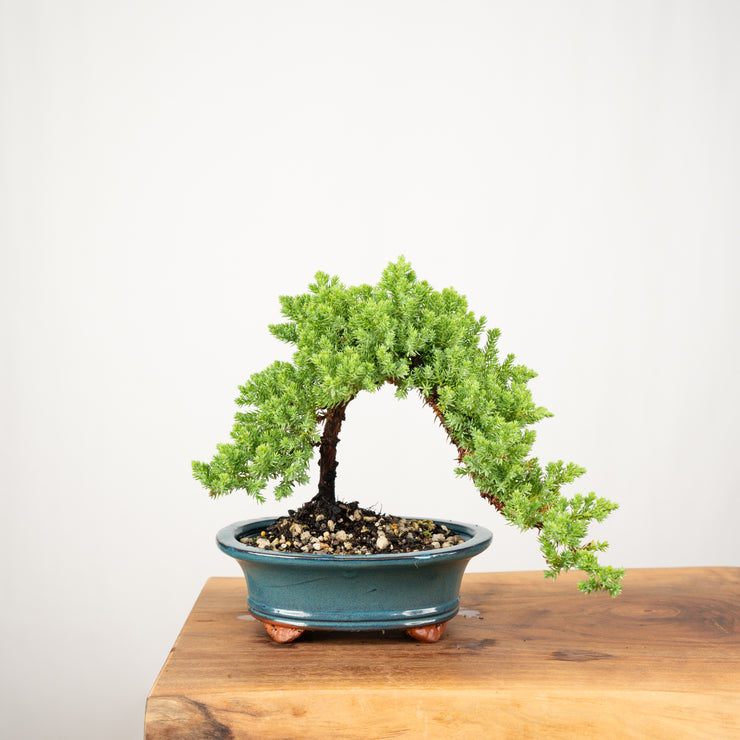 Japanese Juniper-Simply Bonsai-[Bonsai NZ]-[Buy bonsai NZ]-[Bonsai Tree NZ]-Simply Bonsai NZ