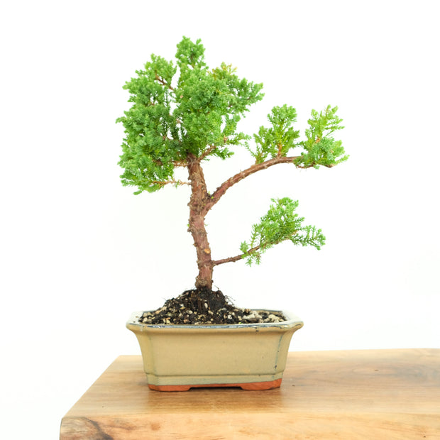 Japanese Juniper-Simply Bonsai-[Bonsai NZ]-[Buy bonsai NZ]-[Bonsai Tree NZ]-Simply Bonsai NZ