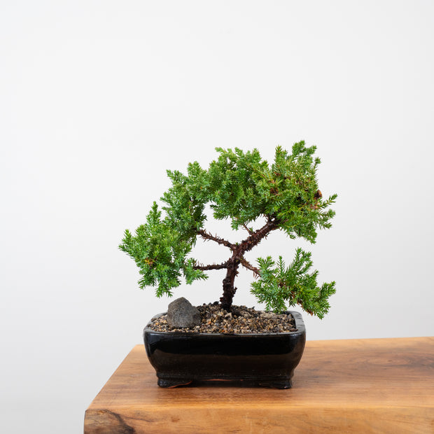 Japanese Juniper-Simply Bonsai-[Bonsai NZ]-[Buy bonsai NZ]-[Bonsai Tree NZ]-Simply Bonsai NZ
