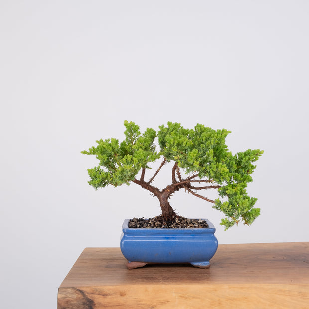 Japanese Juniper-Simply Bonsai-[Bonsai NZ]-[Buy bonsai NZ]-[Bonsai Tree NZ]-Simply Bonsai NZ