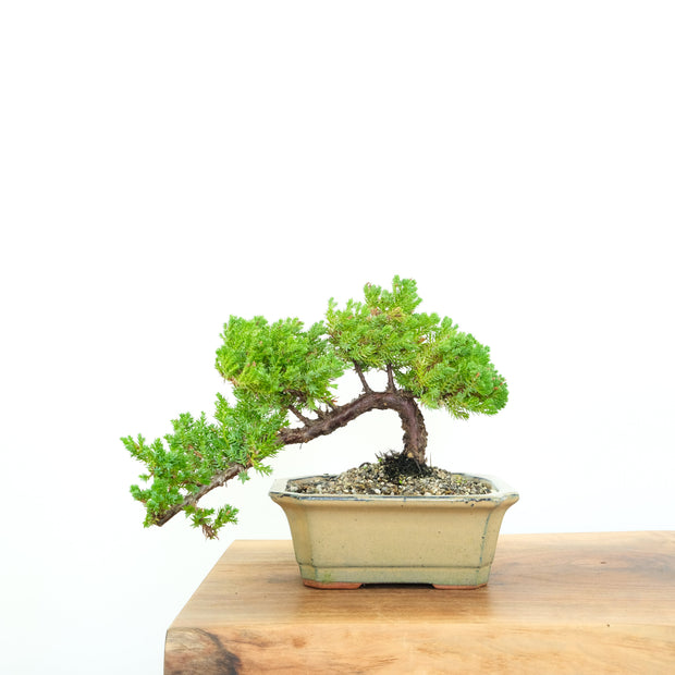 Japanese Juniper-Simply Bonsai-[Bonsai NZ]-[Buy bonsai NZ]-[Bonsai Tree NZ]-Simply Bonsai NZ