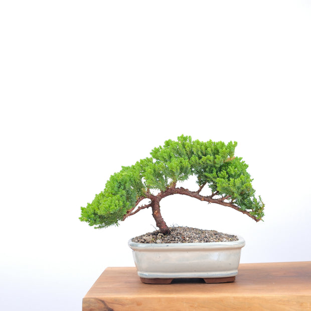 Japanese Juniper-Simply Bonsai-[Bonsai NZ]-[Buy bonsai NZ]-[Bonsai Tree NZ]-Simply Bonsai NZ