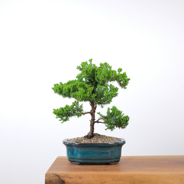 Japanese Juniper-Simply Bonsai-[Bonsai NZ]-[Buy bonsai NZ]-[Bonsai Tree NZ]-Simply Bonsai NZ