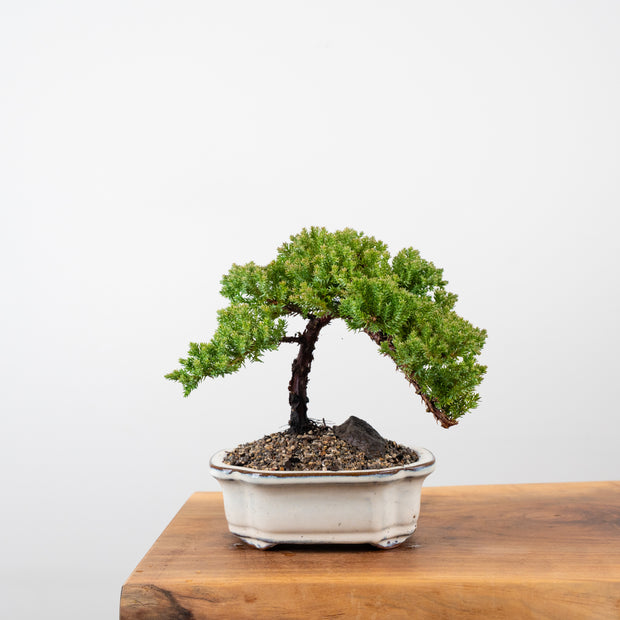 Japanese Juniper-Simply Bonsai-[Bonsai NZ]-[Buy bonsai NZ]-[Bonsai Tree NZ]-Simply Bonsai NZ