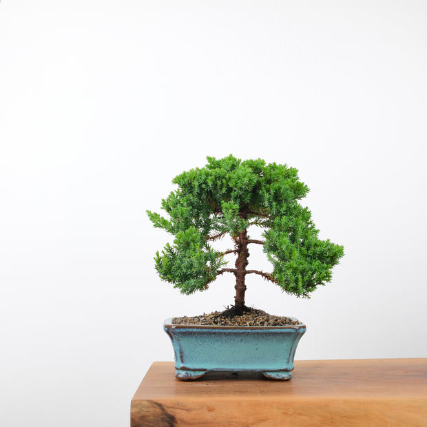 Japanese Juniper-Simply Bonsai-[Bonsai NZ]-[Buy bonsai NZ]-[Bonsai Tree NZ]-Simply Bonsai NZ