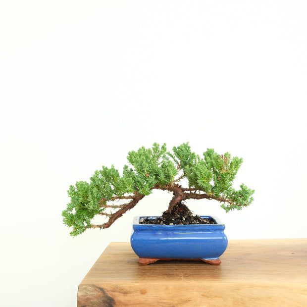 Japanese Juniper-Simply Bonsai-[Bonsai NZ]-[Buy bonsai NZ]-[Bonsai Tree NZ]-Simply Bonsai NZ