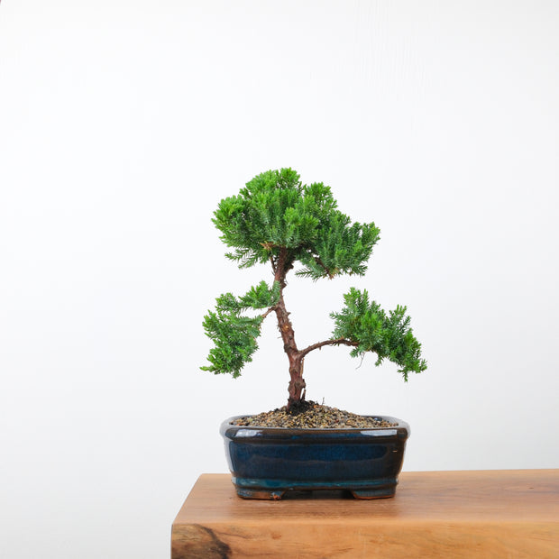 Japanese Juniper-Simply Bonsai-[Bonsai NZ]-[Buy bonsai NZ]-[Bonsai Tree NZ]-Simply Bonsai NZ