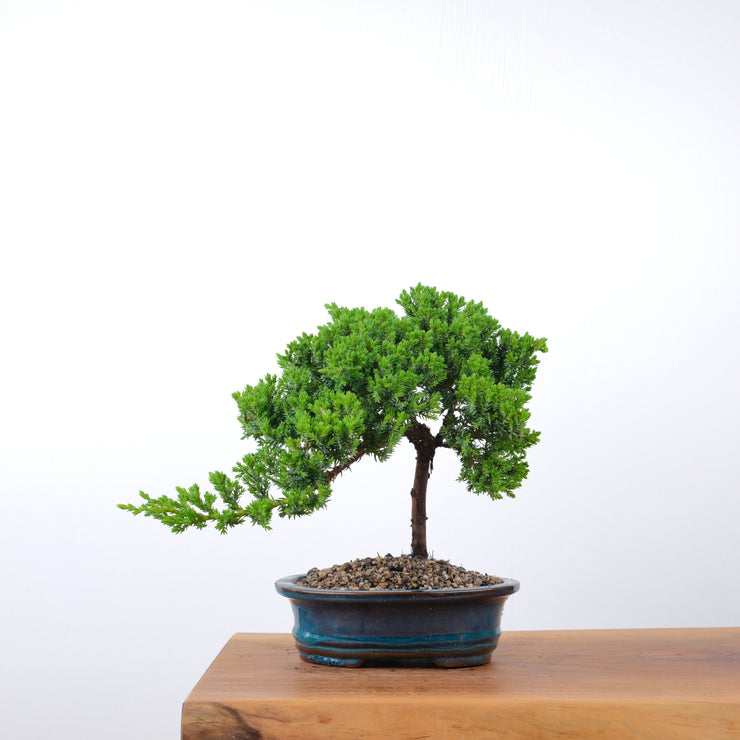 Japanese Juniper-Simply Bonsai-[Bonsai NZ]-[Buy bonsai NZ]-[Bonsai Tree NZ]-Simply Bonsai NZ