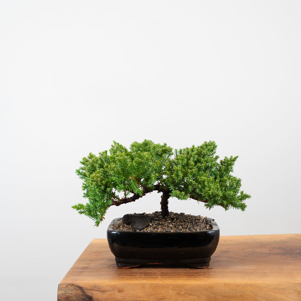 Japanese Juniper-Simply Bonsai-[Bonsai NZ]-[Buy bonsai NZ]-[Bonsai Tree NZ]-Simply Bonsai NZ