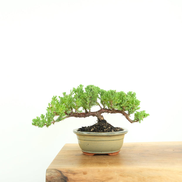 Japanese Juniper-Simply Bonsai-[Bonsai NZ]-[Buy bonsai NZ]-[Bonsai Tree NZ]-Simply Bonsai NZ