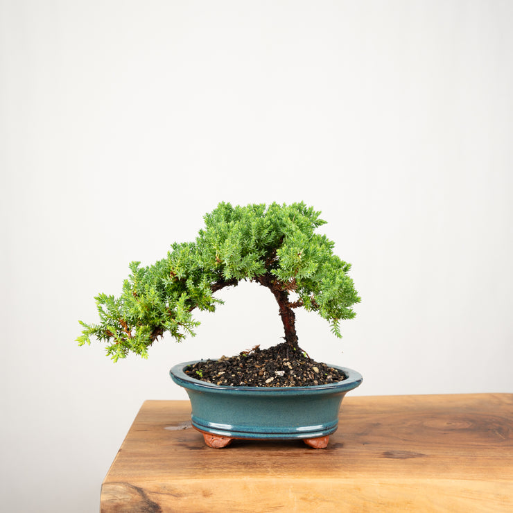 Japanese Juniper-Simply Bonsai-[Bonsai NZ]-[Buy bonsai NZ]-[Bonsai Tree NZ]-Simply Bonsai NZ