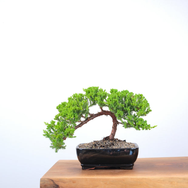 Japanese Juniper-Simply Bonsai-[Bonsai NZ]-[Buy bonsai NZ]-[Bonsai Tree NZ]-Simply Bonsai NZ