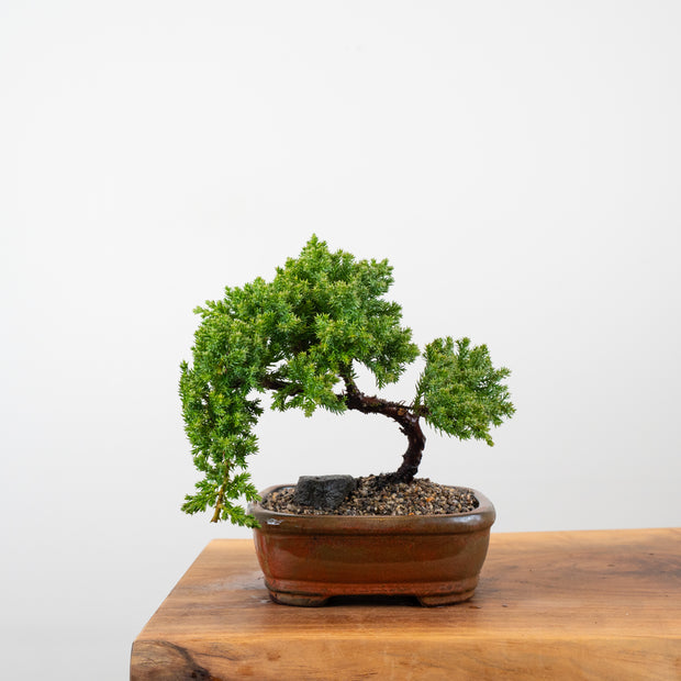 Japanese Juniper-Simply Bonsai-[Bonsai NZ]-[Buy bonsai NZ]-[Bonsai Tree NZ]-Simply Bonsai NZ
