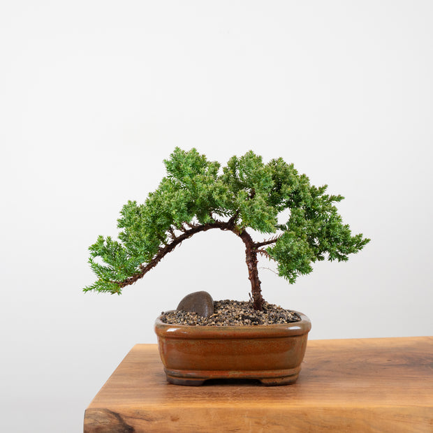Japanese Juniper-Simply Bonsai-[Bonsai NZ]-[Buy bonsai NZ]-[Bonsai Tree NZ]-Simply Bonsai NZ