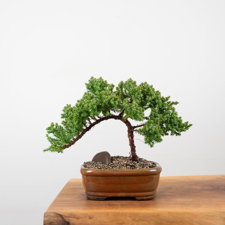 Japanese Juniper-Simply Bonsai-[Bonsai NZ]-[Buy bonsai NZ]-[Bonsai Tree NZ]-Simply Bonsai NZ