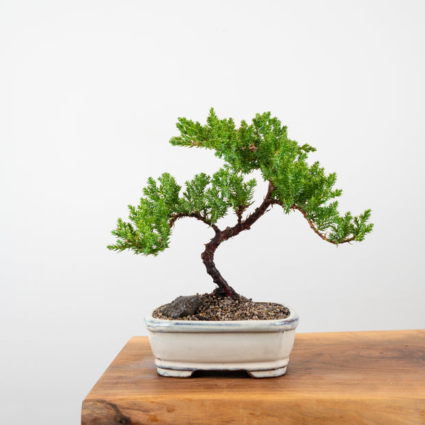 Japanese Juniper-Simply Bonsai-[Bonsai NZ]-[Buy bonsai NZ]-[Bonsai Tree NZ]-Simply Bonsai NZ