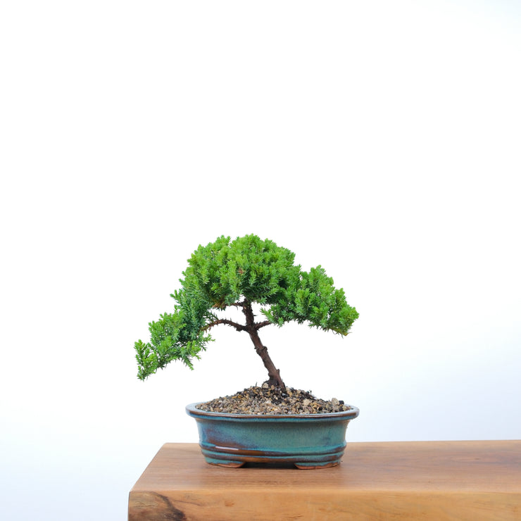 Japanese Juniper-Simply Bonsai-[Bonsai NZ]-[Buy bonsai NZ]-[Bonsai Tree NZ]-Simply Bonsai NZ