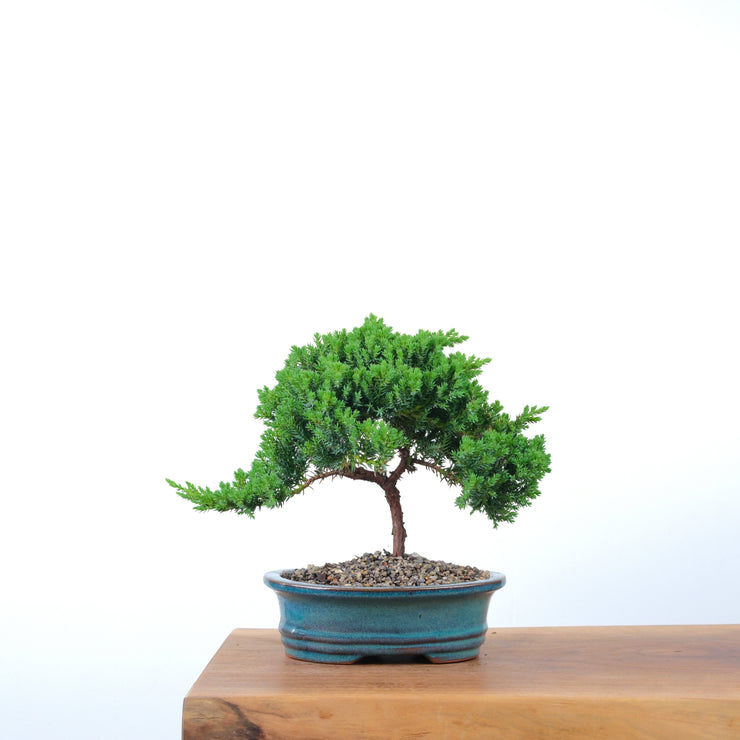 Japanese Juniper-Simply Bonsai-[Bonsai NZ]-[Buy bonsai NZ]-[Bonsai Tree NZ]-Simply Bonsai NZ