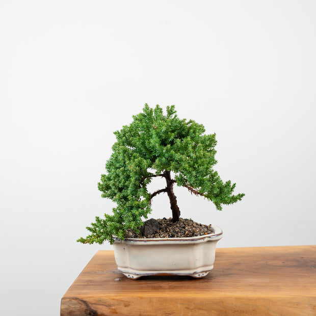 Japanese Juniper-Simply Bonsai-[Bonsai NZ]-[Buy bonsai NZ]-[Bonsai Tree NZ]-Simply Bonsai NZ