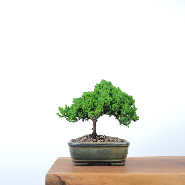 Japanese Juniper-Simply Bonsai-[Bonsai NZ]-[Buy bonsai NZ]-[Bonsai Tree NZ]-Simply Bonsai NZ