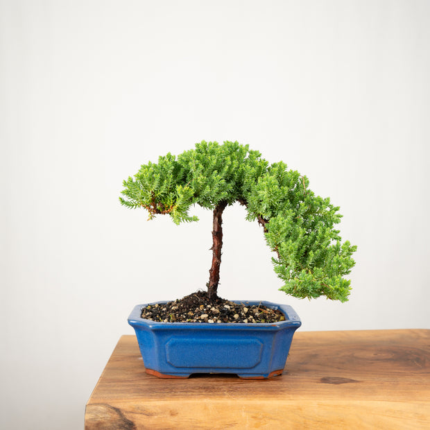 Japanese Juniper-Simply Bonsai-[Bonsai NZ]-[Buy bonsai NZ]-[Bonsai Tree NZ]-Simply Bonsai NZ