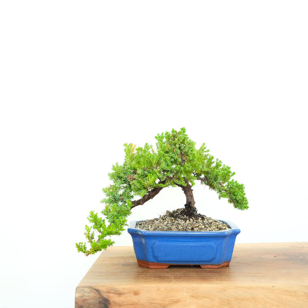 Japanese Juniper-Simply Bonsai-[Bonsai NZ]-[Buy bonsai NZ]-[Bonsai Tree NZ]-Simply Bonsai NZ