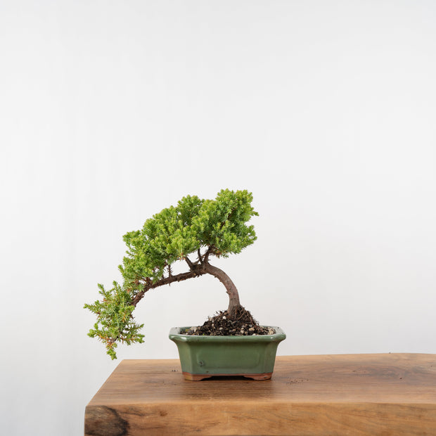 Japanese Juniper-Simply Bonsai-[Bonsai NZ]-[Buy bonsai NZ]-[Bonsai Tree NZ]-Simply Bonsai NZ