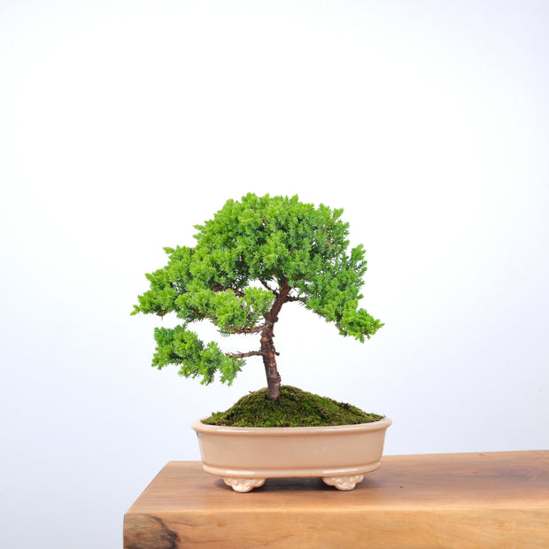 Japanese Juniper-Simply Bonsai-[Bonsai NZ]-[Buy bonsai NZ]-[Bonsai Tree NZ]-Simply Bonsai NZ