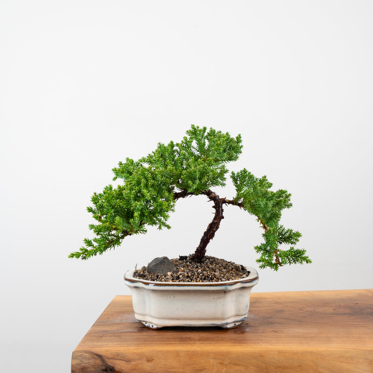 Japanese Juniper-Simply Bonsai-[Bonsai NZ]-[Buy bonsai NZ]-[Bonsai Tree NZ]-Simply Bonsai NZ