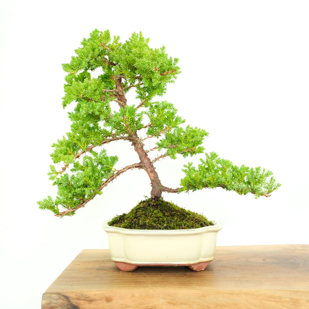 Japanese Juniper-Simply Bonsai-[Bonsai NZ]-[Buy bonsai NZ]-[Bonsai Tree NZ]-Simply Bonsai NZ