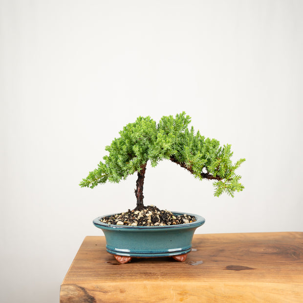 Japanese Juniper-Simply Bonsai-[Bonsai NZ]-[Buy bonsai NZ]-[Bonsai Tree NZ]-Simply Bonsai NZ