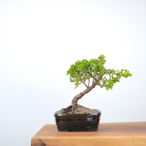 Japanese Juniper-Simply Bonsai-[Bonsai NZ]-[Buy bonsai NZ]-[Bonsai Tree NZ]-Simply Bonsai NZ