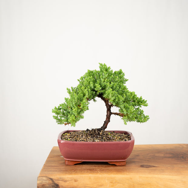 Japanese Juniper-Simply Bonsai-[Bonsai NZ]-[Buy bonsai NZ]-[Bonsai Tree NZ]-Simply Bonsai NZ