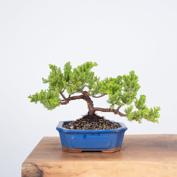 Japanese Juniper-Simply Bonsai-[Bonsai NZ]-[Buy bonsai NZ]-[Bonsai Tree NZ]-Simply Bonsai NZ