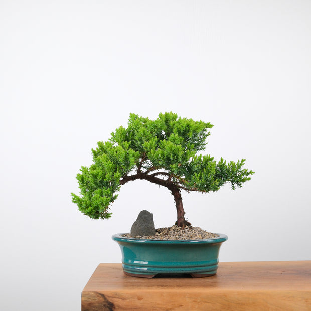 Japanese Juniper-Simply Bonsai-[Bonsai NZ]-[Buy bonsai NZ]-[Bonsai Tree NZ]-Simply Bonsai NZ