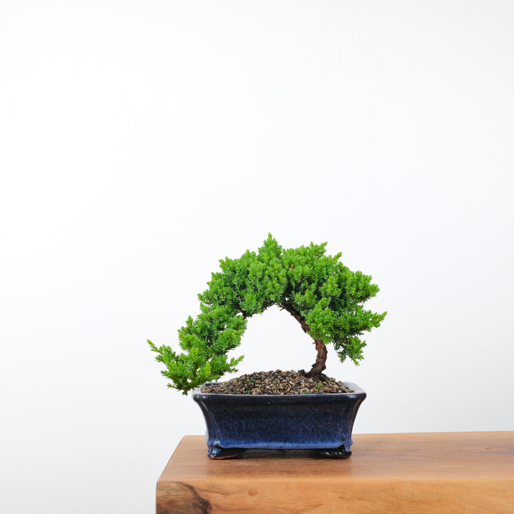 Japanese Juniper-Simply Bonsai-[Bonsai NZ]-[Buy bonsai NZ]-[Bonsai Tree NZ]-Simply Bonsai NZ