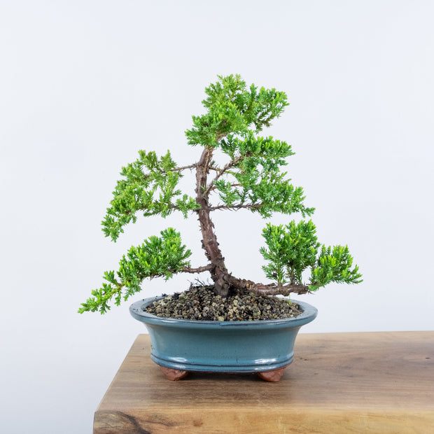 Japanese Juniper-Simply Bonsai-[Bonsai NZ]-[Buy bonsai NZ]-[Bonsai Tree NZ]-Simply Bonsai NZ