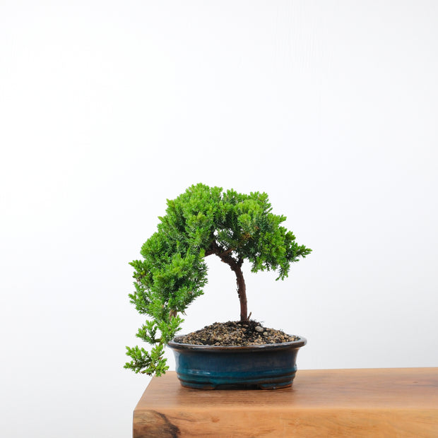 Japanese Juniper-Simply Bonsai-[Bonsai NZ]-[Buy bonsai NZ]-[Bonsai Tree NZ]-Simply Bonsai NZ