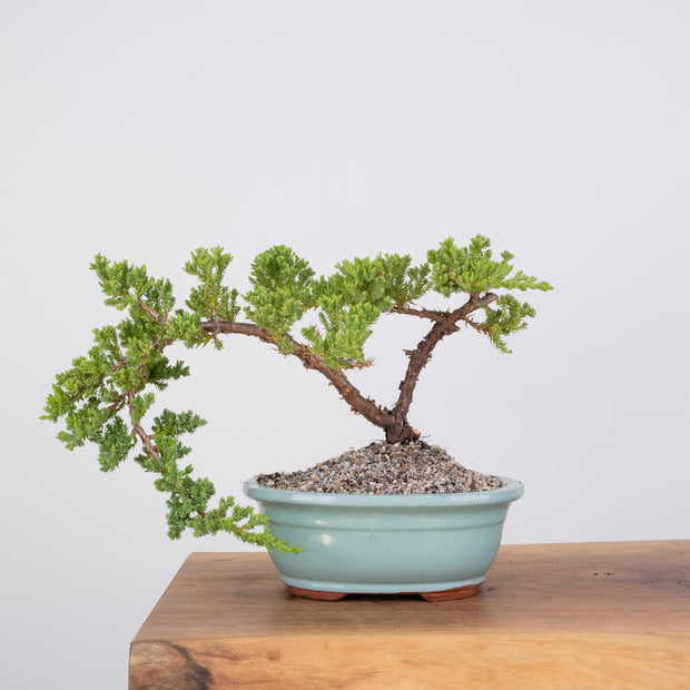 Japanese Juniper-Simply Bonsai-[Bonsai NZ]-[Buy bonsai NZ]-[Bonsai Tree NZ]-Simply Bonsai NZ