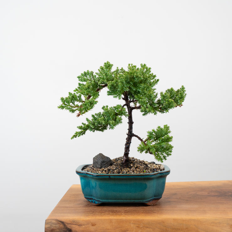 Japanese Juniper-Simply Bonsai-[Bonsai NZ]-[Buy bonsai NZ]-[Bonsai Tree NZ]-Simply Bonsai NZ