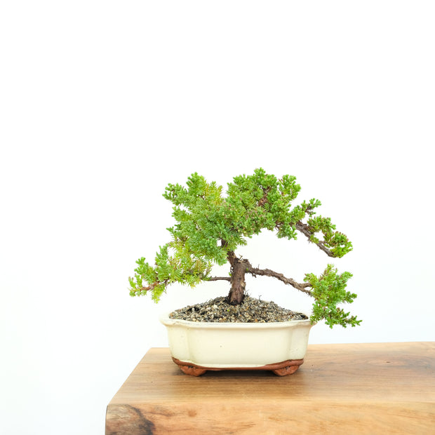 Japanese Juniper-Simply Bonsai-[Bonsai NZ]-[Buy bonsai NZ]-[Bonsai Tree NZ]-Simply Bonsai NZ