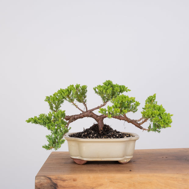 Japanese Juniper-Simply Bonsai-[Bonsai NZ]-[Buy bonsai NZ]-[Bonsai Tree NZ]-Simply Bonsai NZ