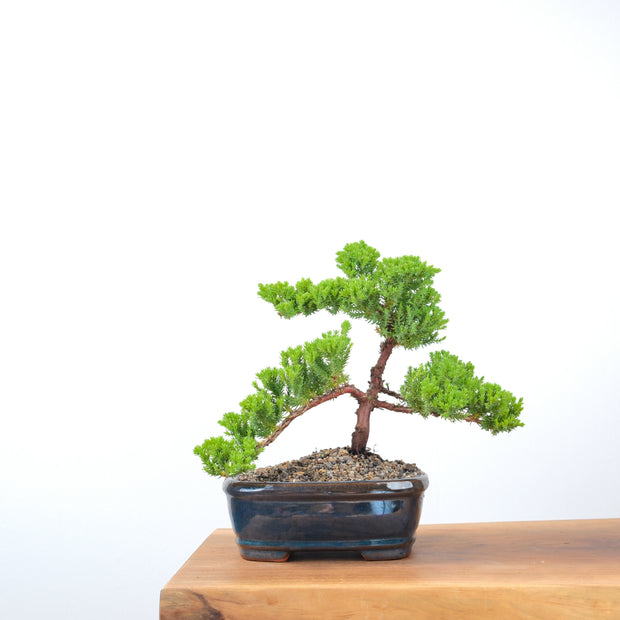 Japanese Juniper-Simply Bonsai-[Bonsai NZ]-[Buy bonsai NZ]-[Bonsai Tree NZ]-Simply Bonsai NZ