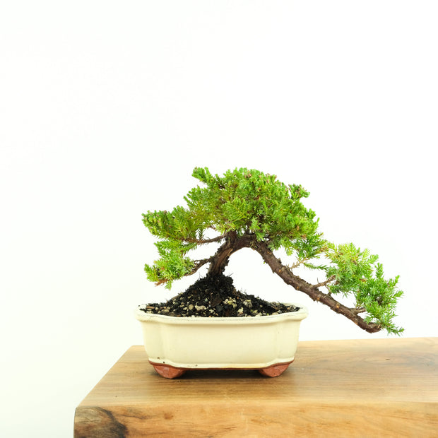 Japanese Juniper-Simply Bonsai-[Bonsai NZ]-[Buy bonsai NZ]-[Bonsai Tree NZ]-Simply Bonsai NZ