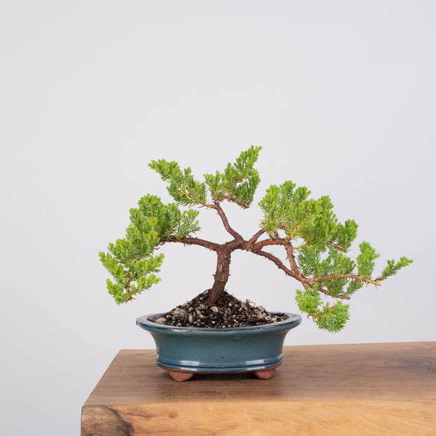 Japanese Juniper-Simply Bonsai-[Bonsai NZ]-[Buy bonsai NZ]-[Bonsai Tree NZ]-Simply Bonsai NZ