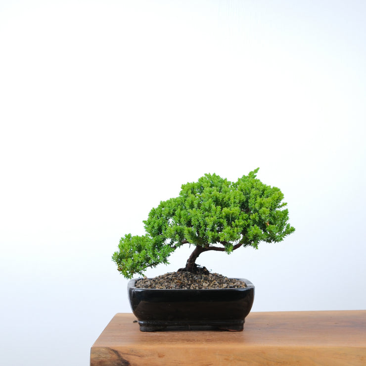Japanese Juniper-Simply Bonsai-[Bonsai NZ]-[Buy bonsai NZ]-[Bonsai Tree NZ]-Simply Bonsai NZ