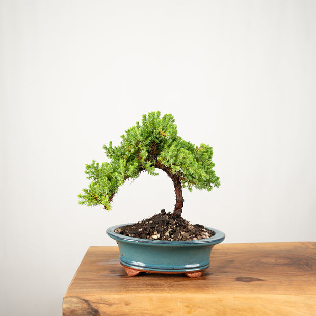 Japanese Juniper-Simply Bonsai-[Bonsai NZ]-[Buy bonsai NZ]-[Bonsai Tree NZ]-Simply Bonsai NZ