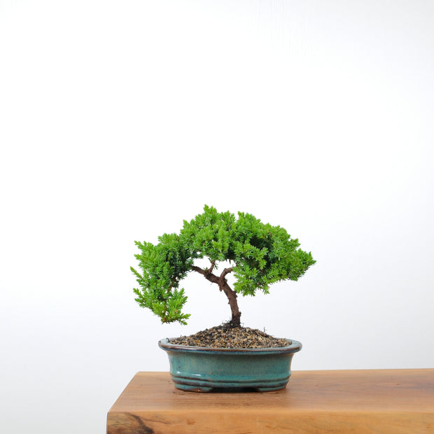 Japanese Juniper-Simply Bonsai-[Bonsai NZ]-[Buy bonsai NZ]-[Bonsai Tree NZ]-Simply Bonsai NZ