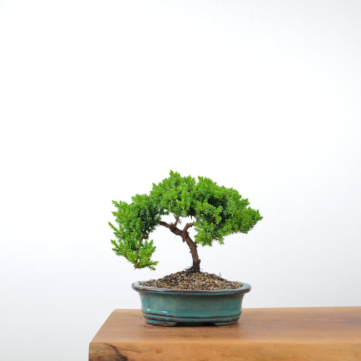 Japanese Juniper-Simply Bonsai-[Bonsai NZ]-[Buy bonsai NZ]-[Bonsai Tree NZ]-Simply Bonsai NZ