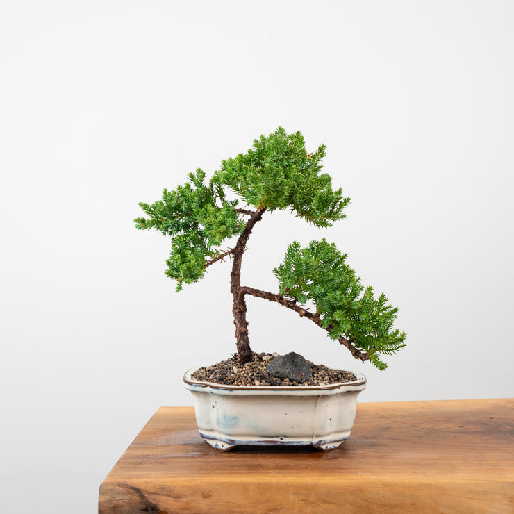 Japanese Juniper-Simply Bonsai-[Bonsai NZ]-[Buy bonsai NZ]-[Bonsai Tree NZ]-Simply Bonsai NZ